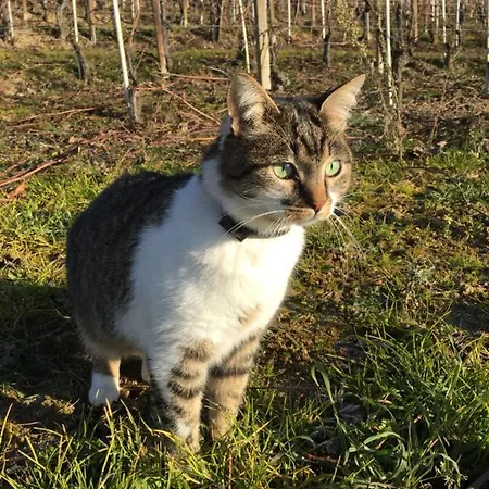 Nelle Langhe * נובלו