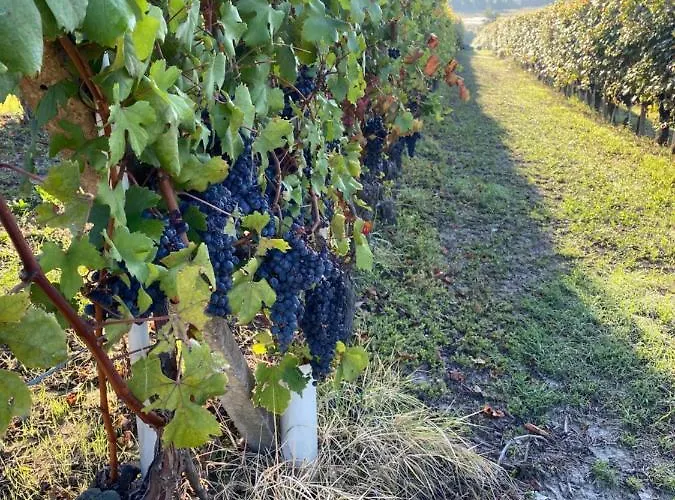 Nelle Langhe Apartment